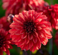 Dahlia Tuber - Cool Flame