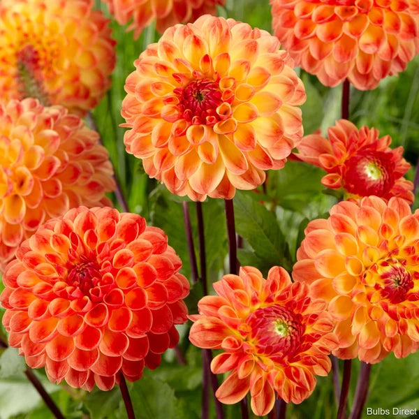 Dahlia Tuber - Jowey Chantal