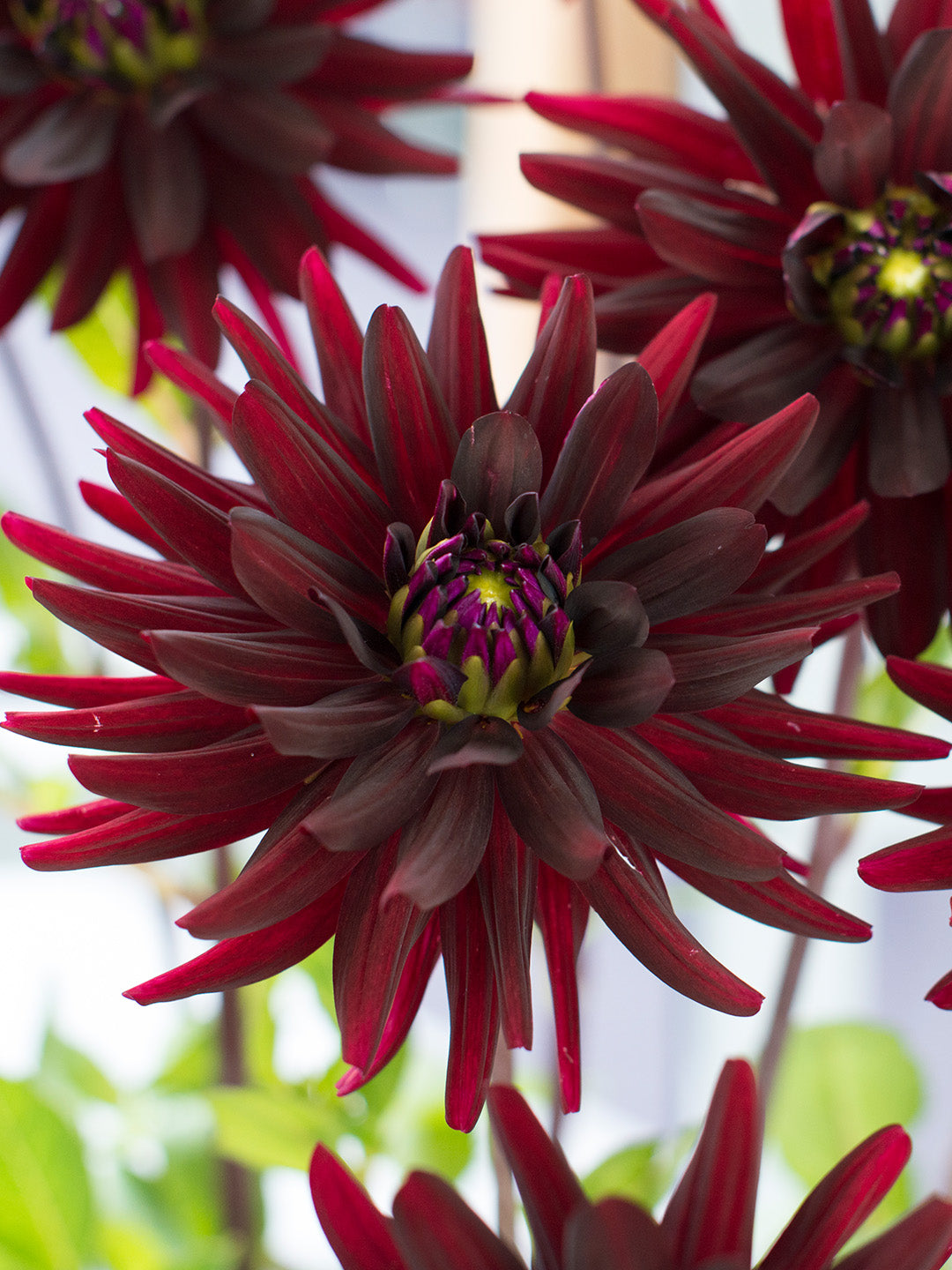 Dahlia Tuber - Chat Noir
