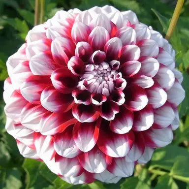 Dahlia Tuber - Checkers