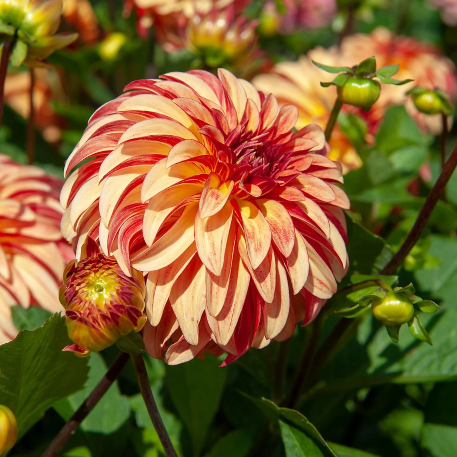Dahlia Tuber - Irish Pinwheel