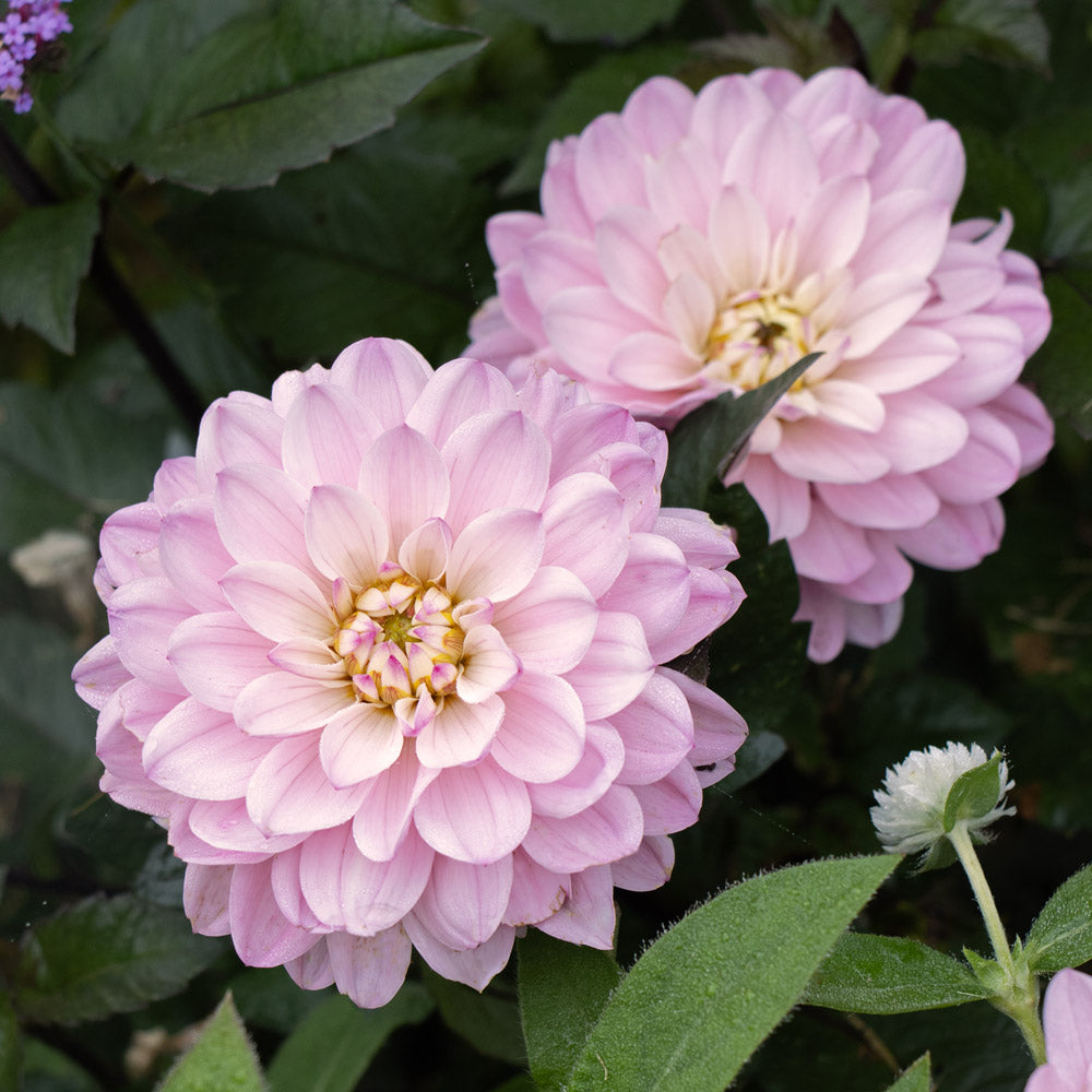 Dahlia Tuber - Melody Harmony