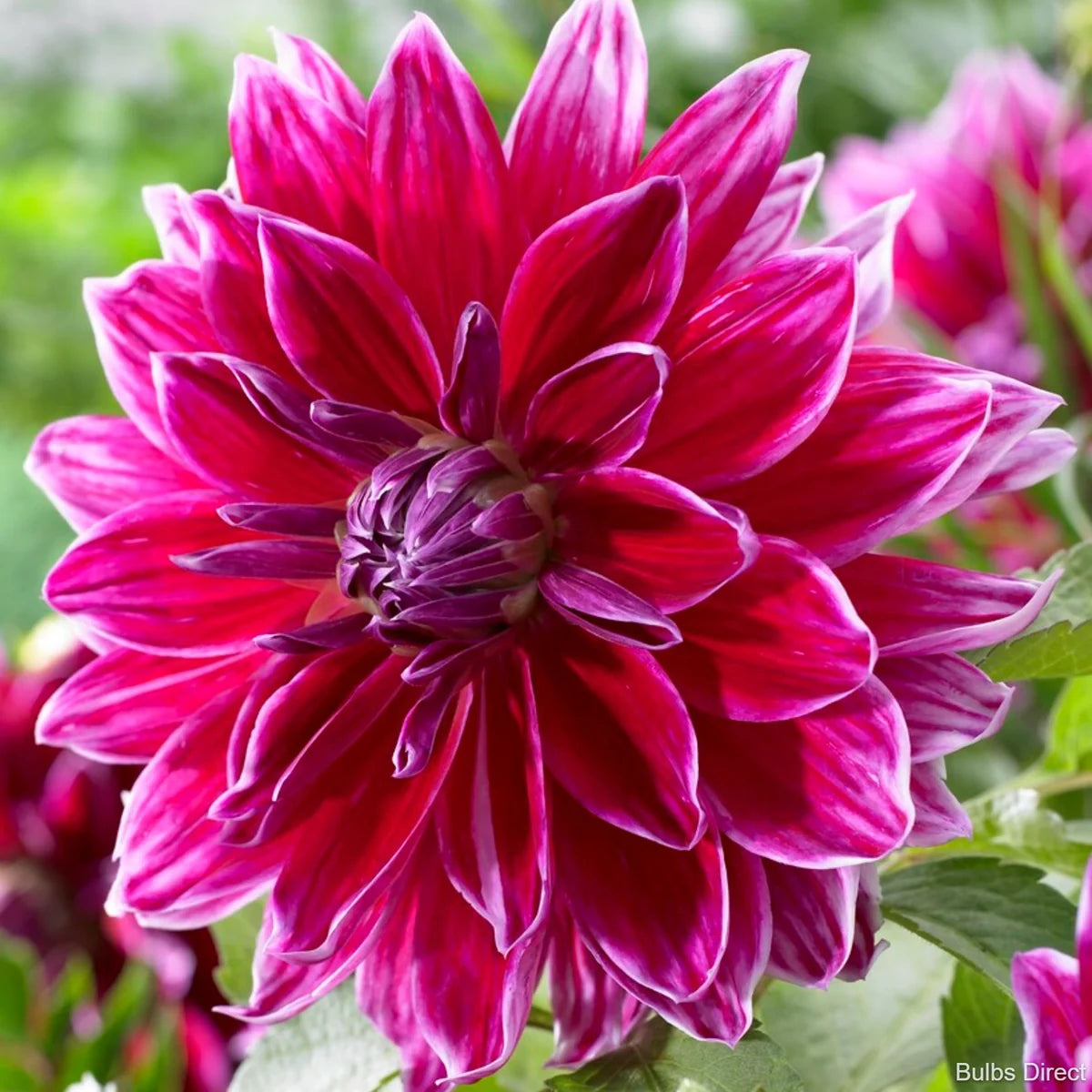 Dahlia Tuber - Mero Star