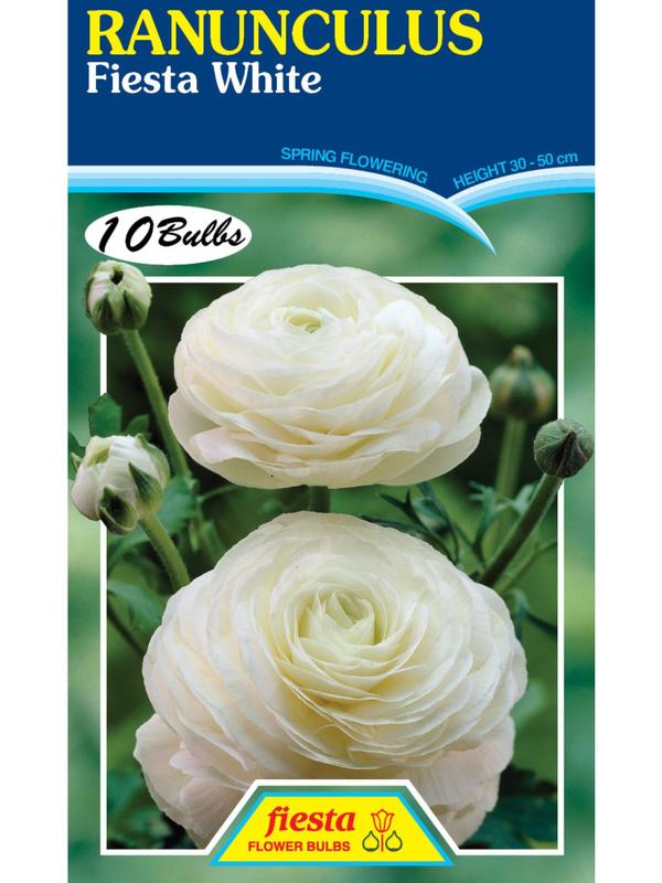 Bulb - RANUNCULUS - White