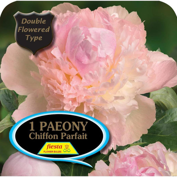 Peony Tuber - Chiffon Parfait