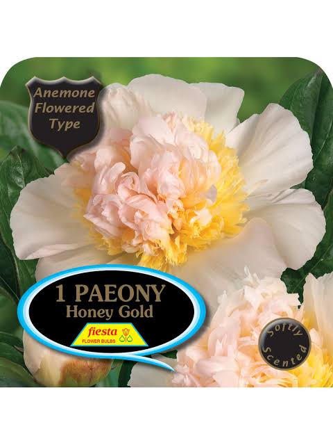 Peony Tuber - Honey Gold