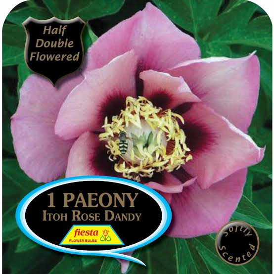 Peony ITOH - Old Rose Dandy