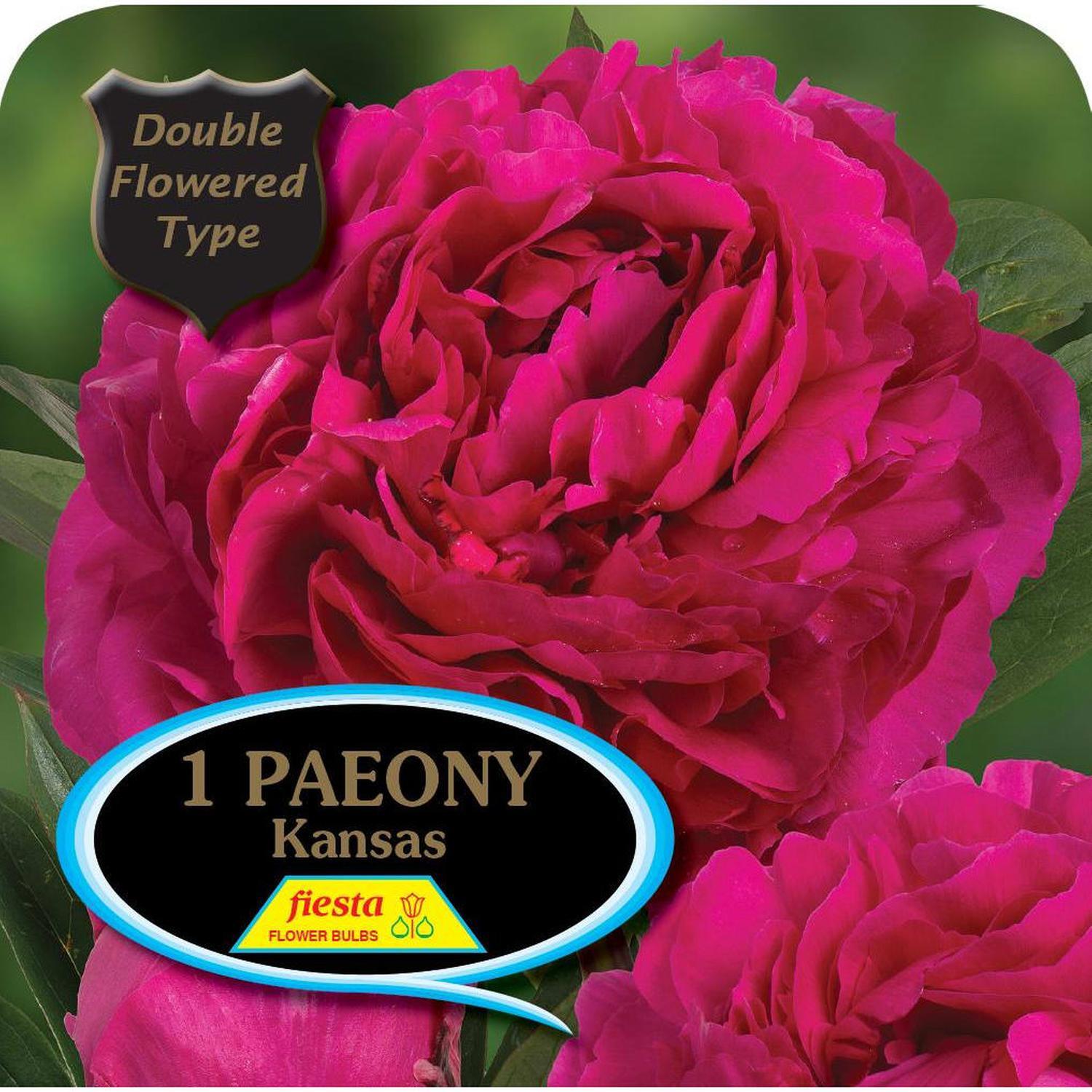 Peony Tuber - Kansas