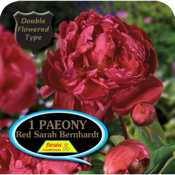 Peony Tuber - Red Sarah Bernhardt