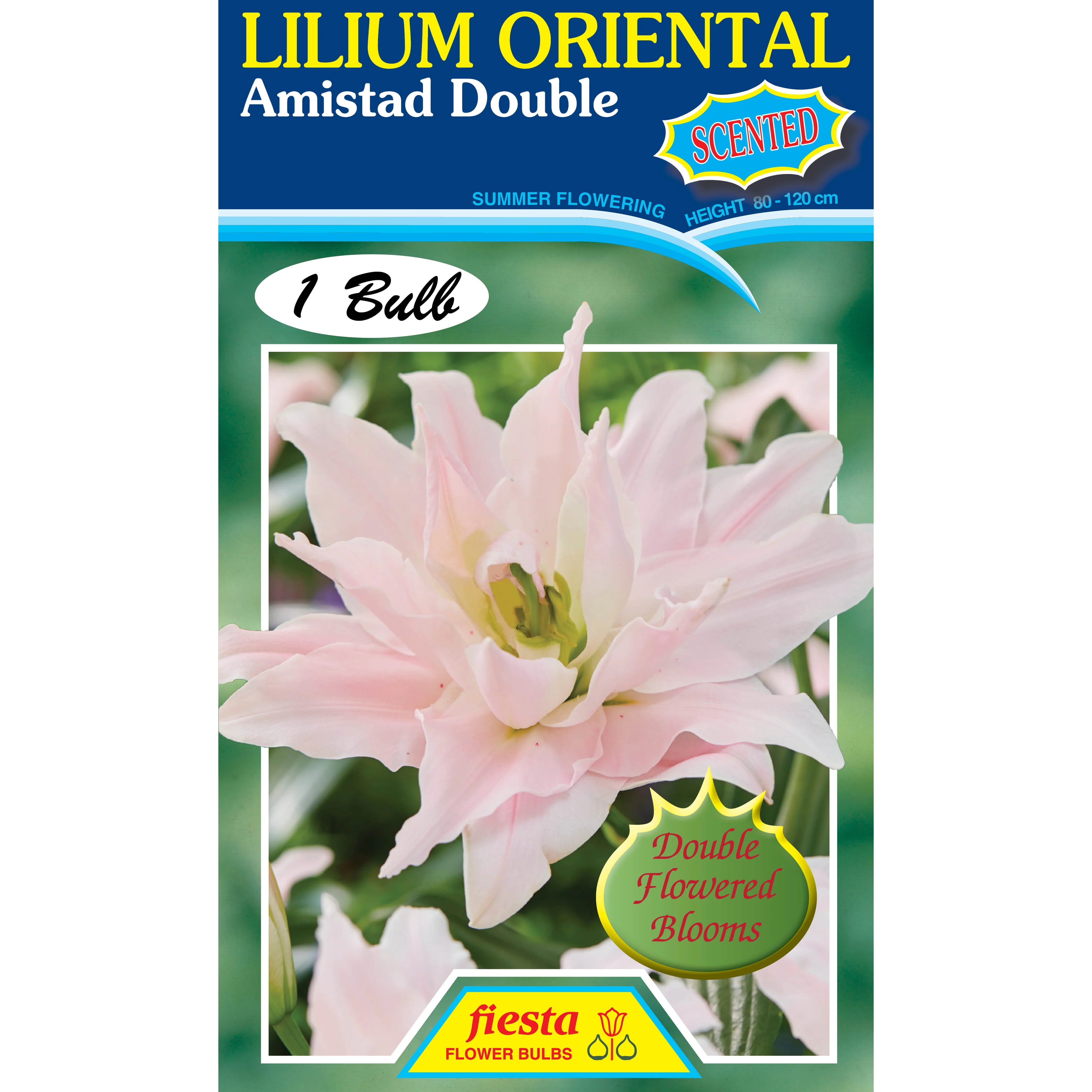 Lily - Amistad