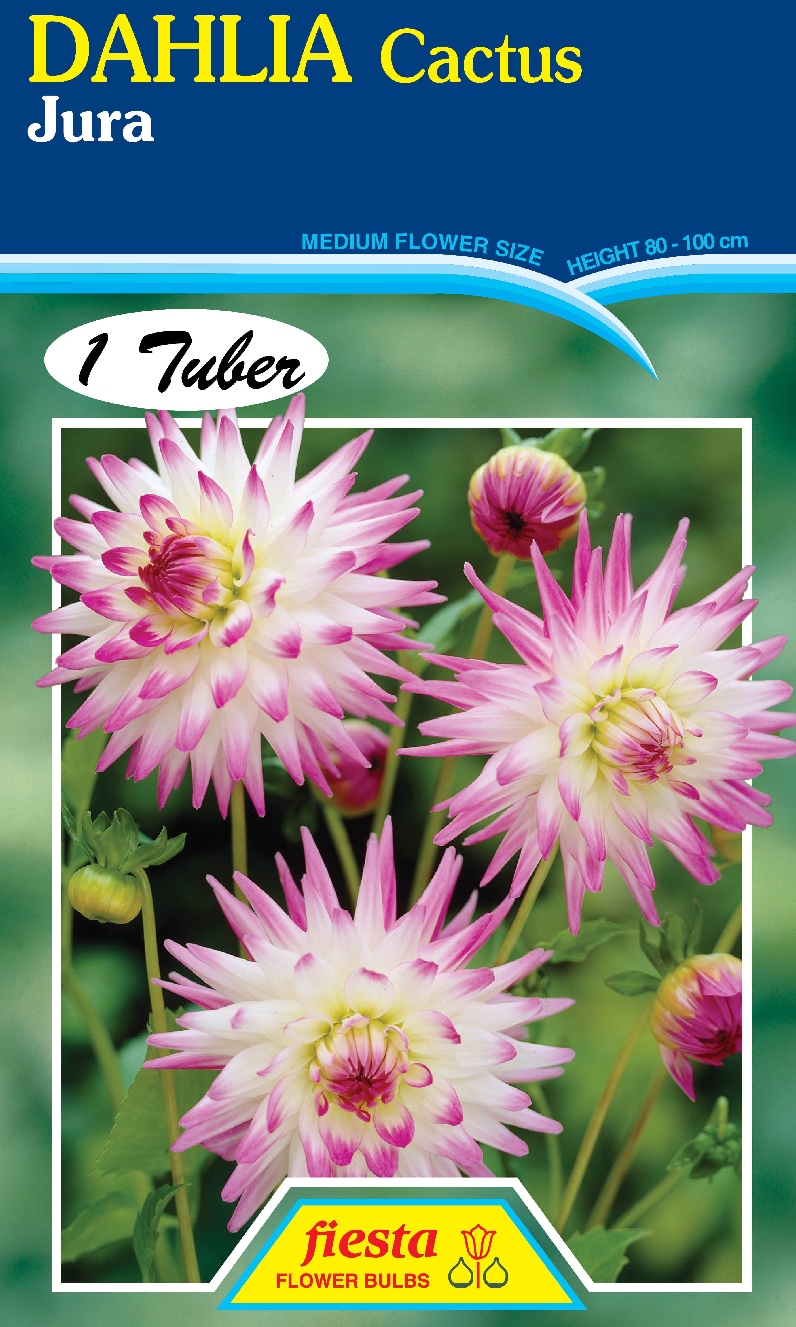 Dahlia Tuber - Jura