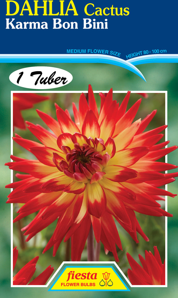 Dahlia Tuber - Karma Bon Bini