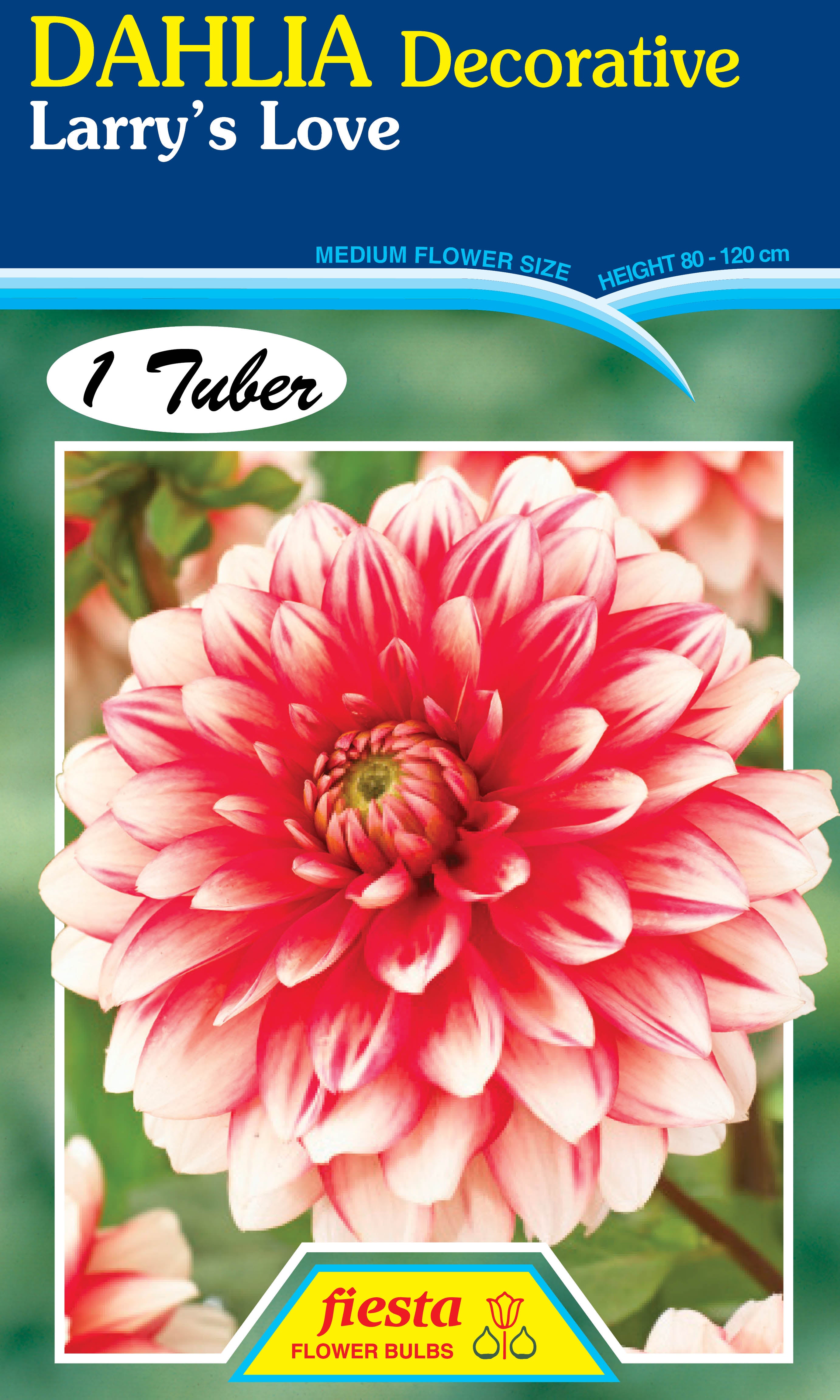 Dahlia Tuber - Larrys Love