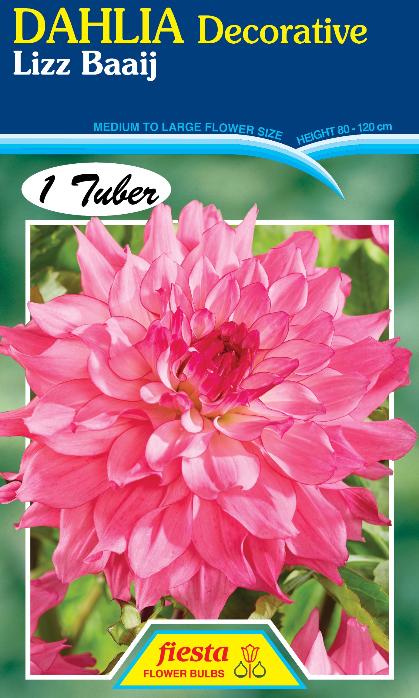 Dahlia Tuber - Lizz Baaij