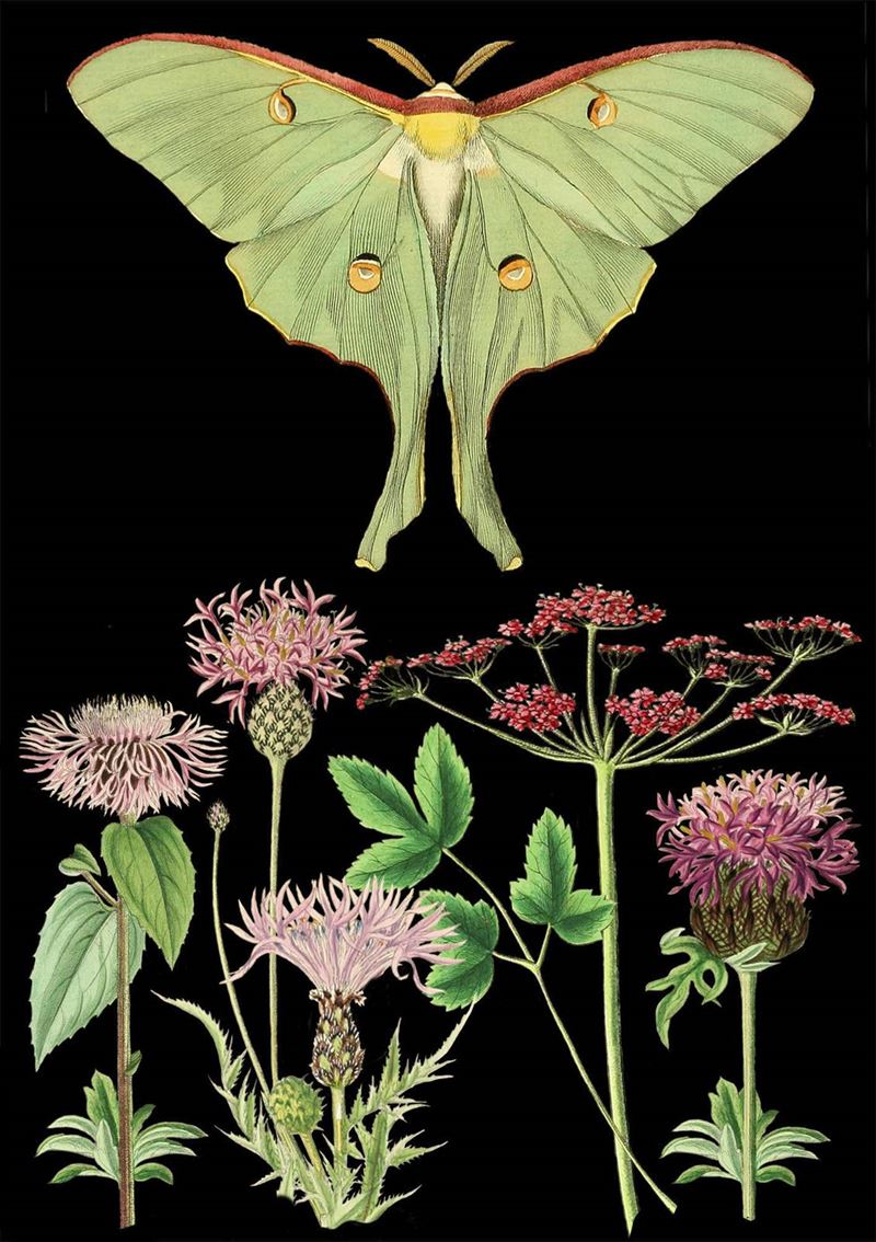 Card - Blank - Green Butterfly and Pink Flowers