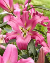 Lily - Maldano