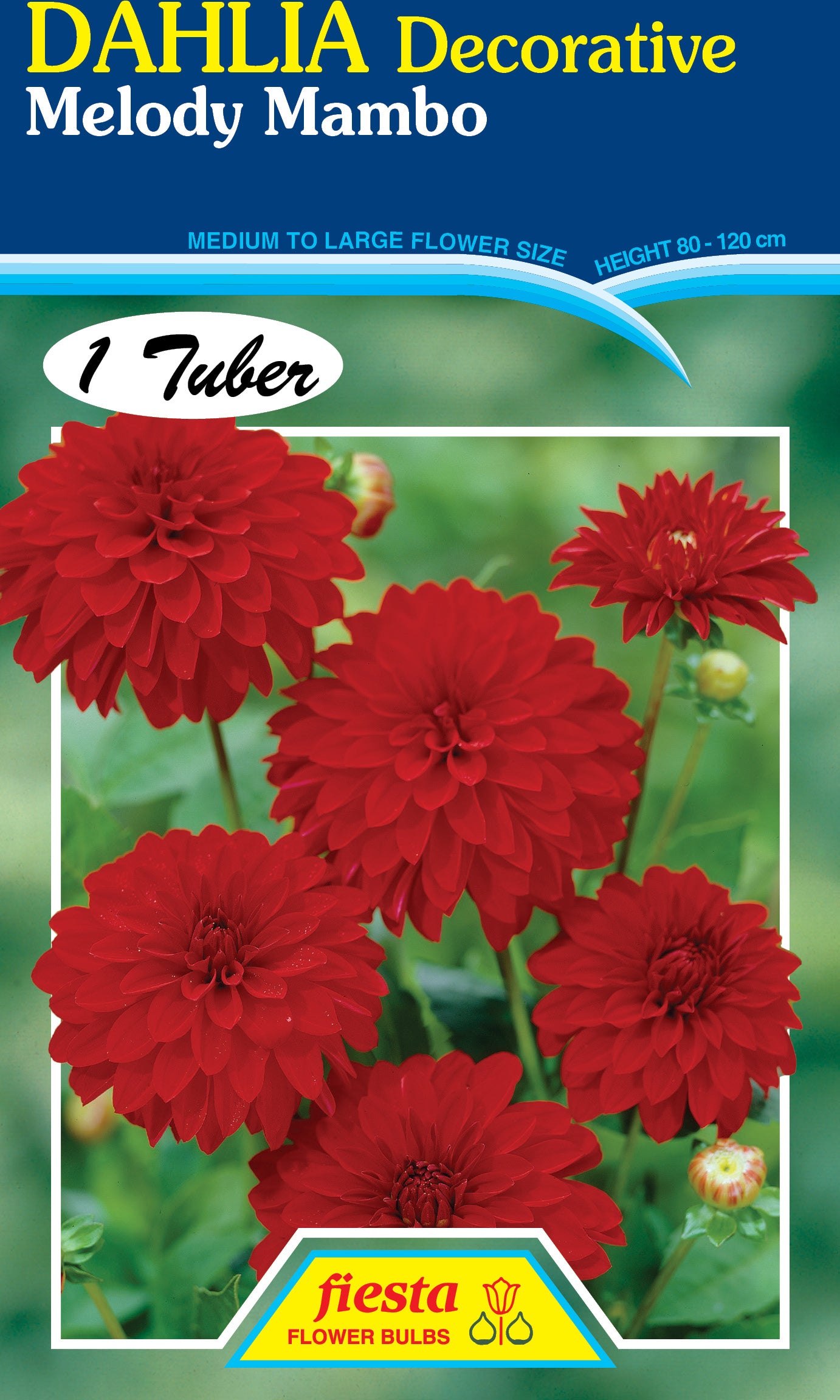 Dahlia Tuber - Melody Mambo