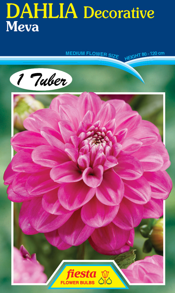 Dahlia Tuber - Meva