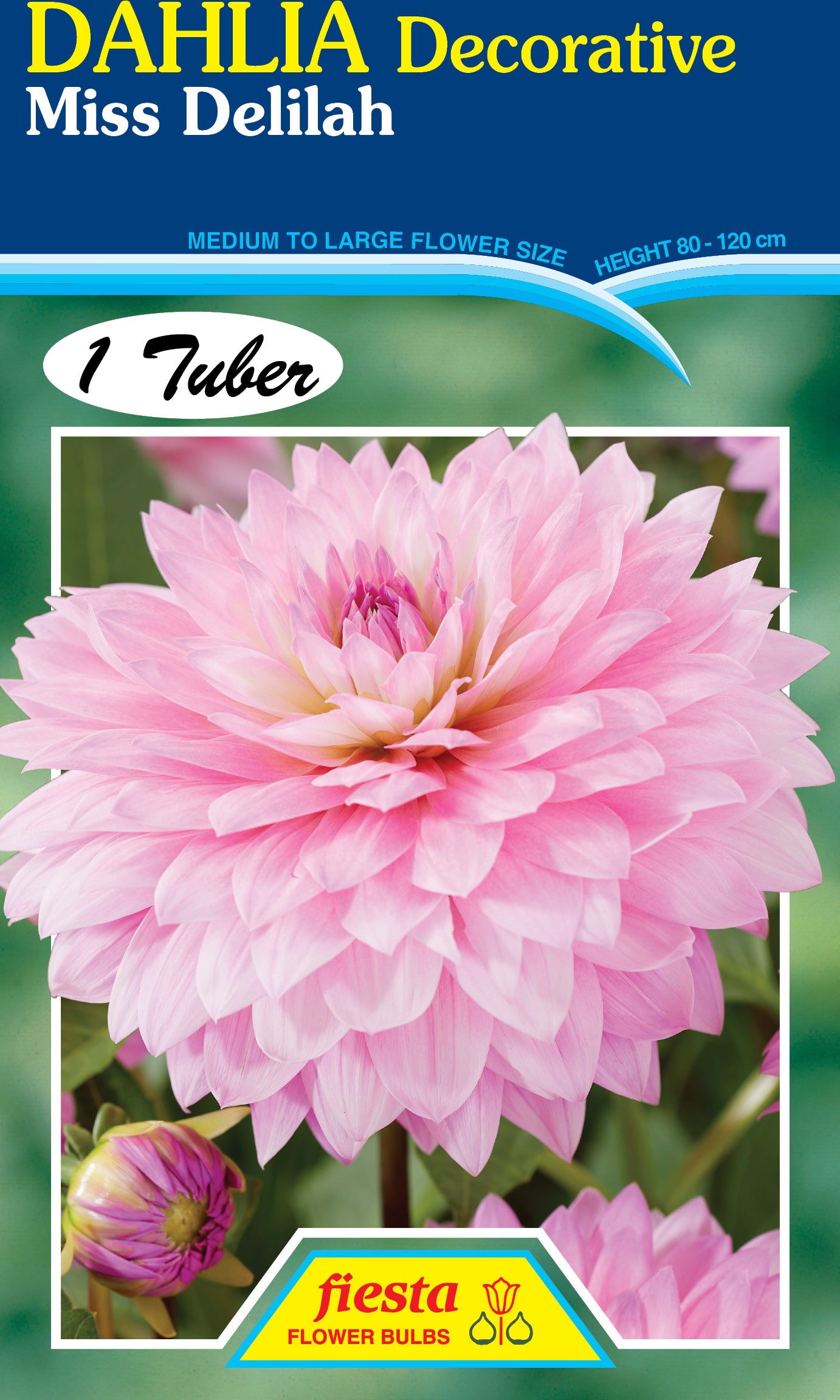 Dahlia Tuber - Miss Delilah