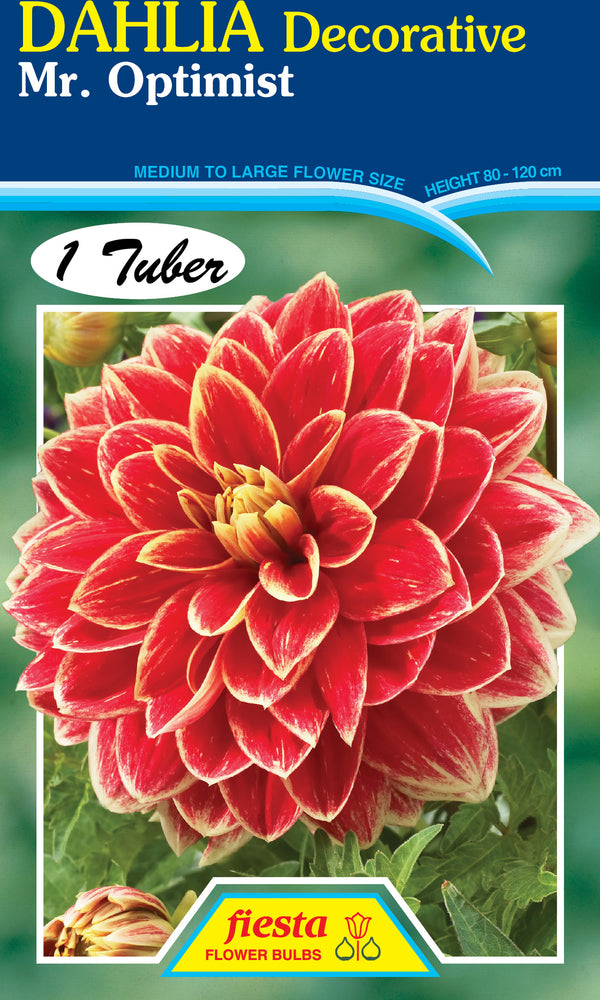 Dahlia Tuber - Mr Optimist