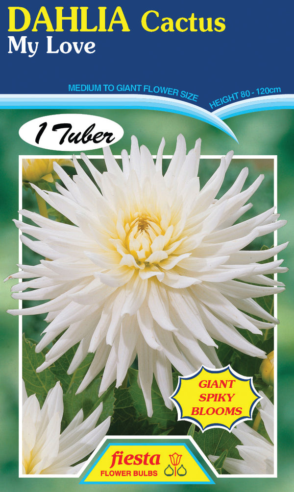 Dahlia Tuber - My Love