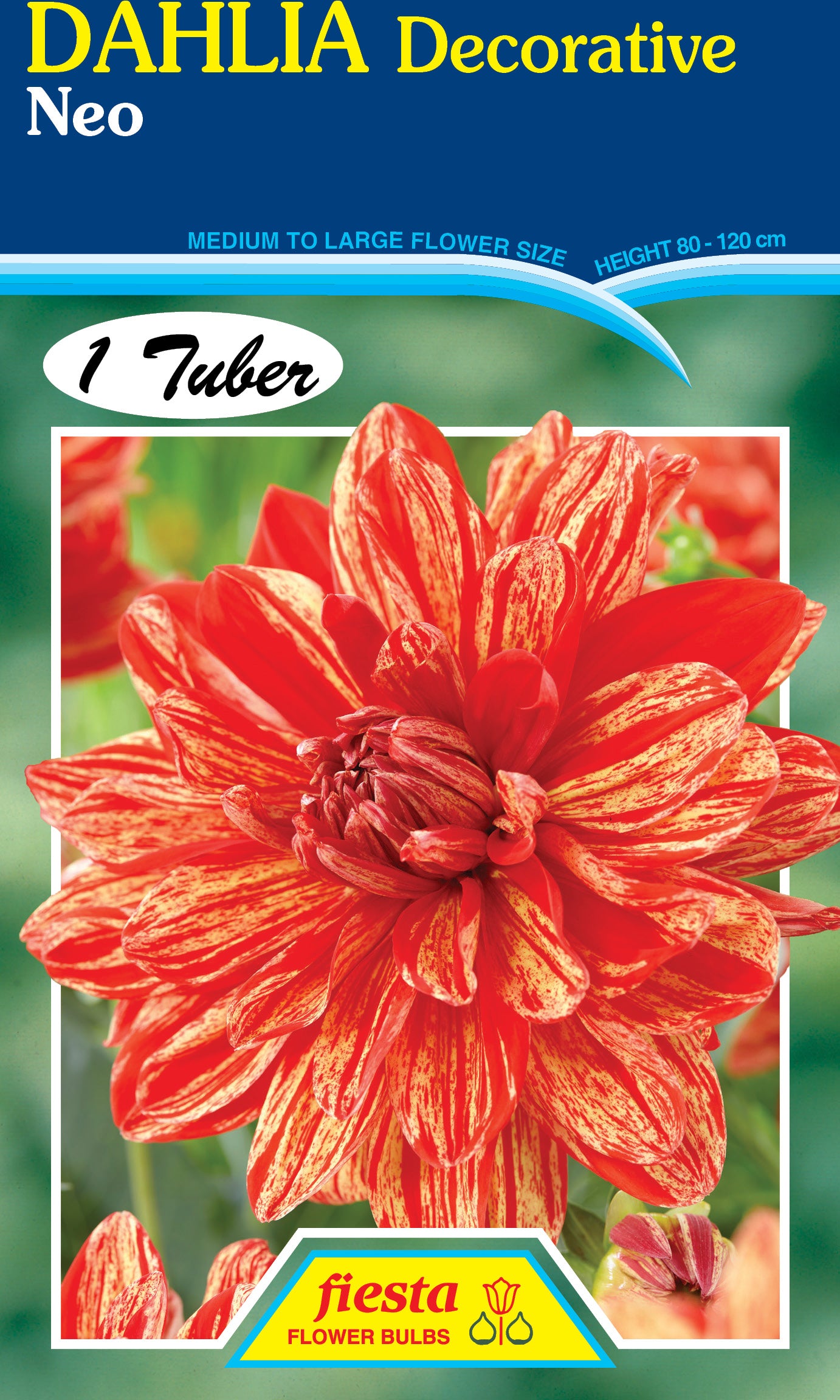 Dahlia Tuber - Neo