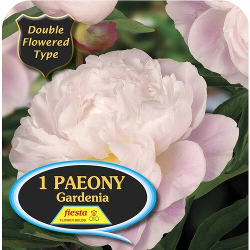 Peony Tuber - Gardenia
