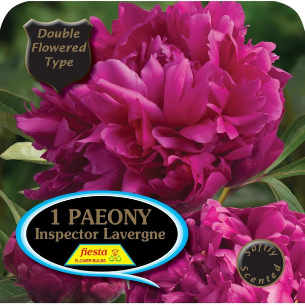 Peony Tuber - Inspector Lavergne