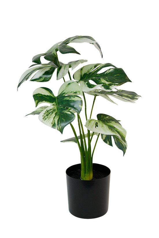 Variegated Monstera Plant - Artificial