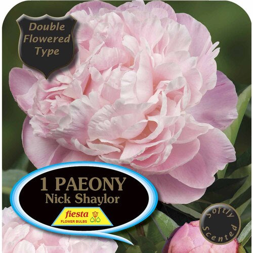 Peony Tuber - Nick Shaylor