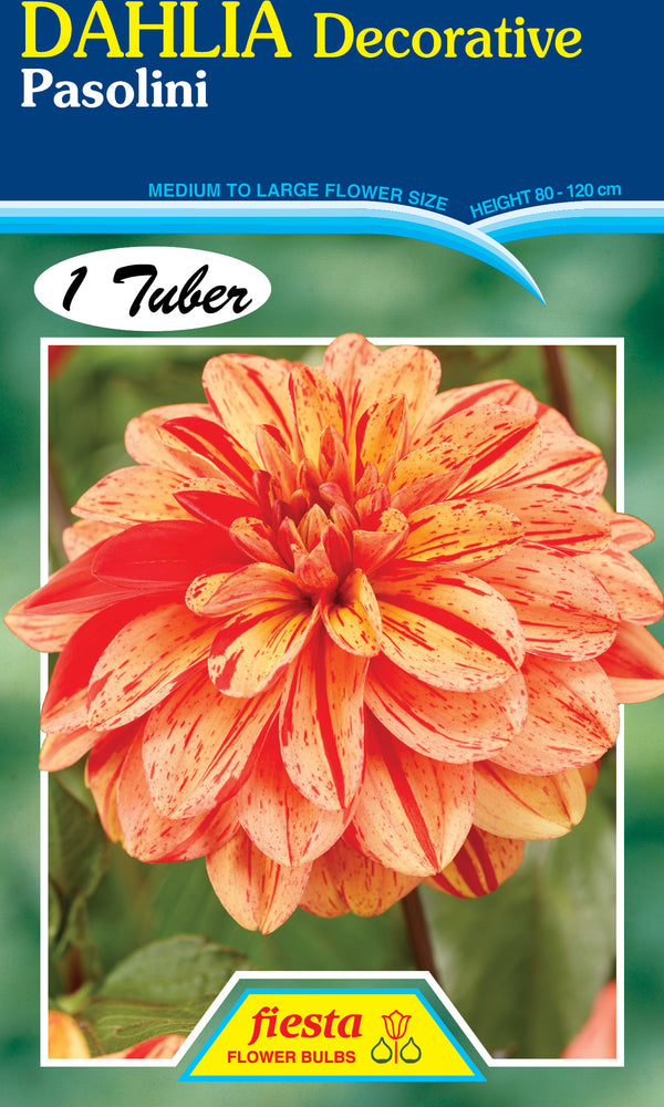 Dahlia Tuber - Pasolini