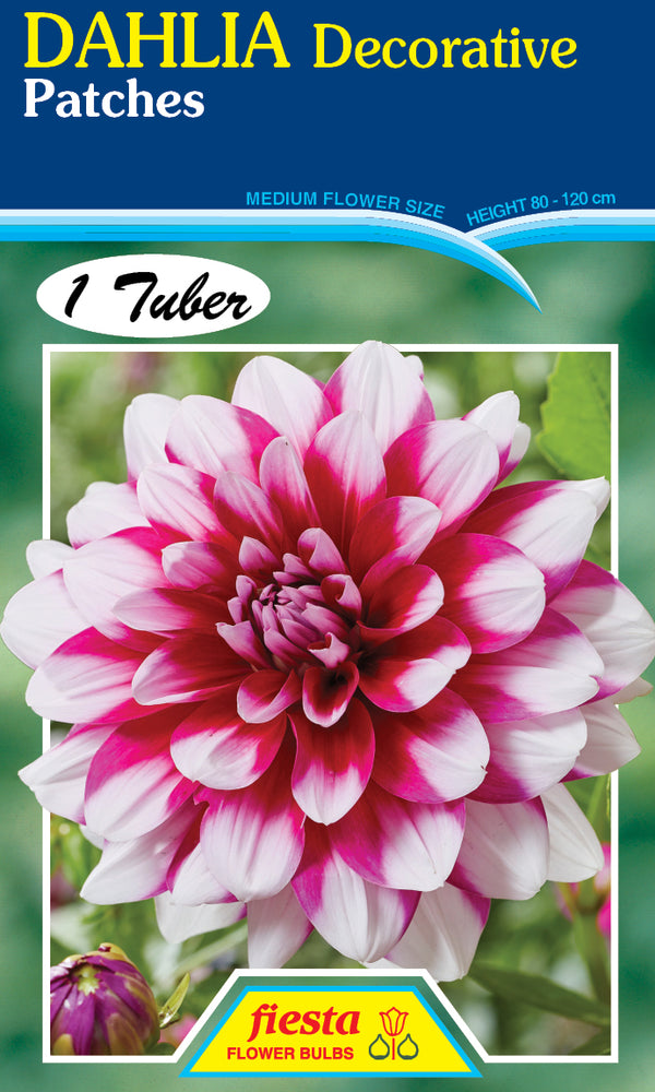 Dahlia Tuber - Patches