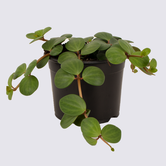 Indoor Plant - Peperomia Tetraphylla Hope - 14cm