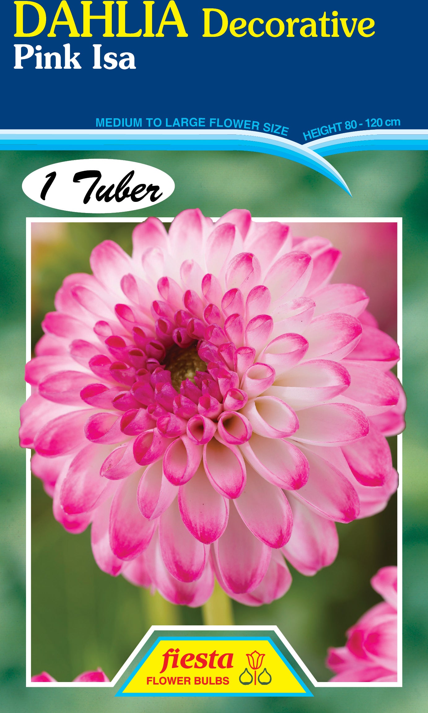 Dahlia Tuber - Pink Isa