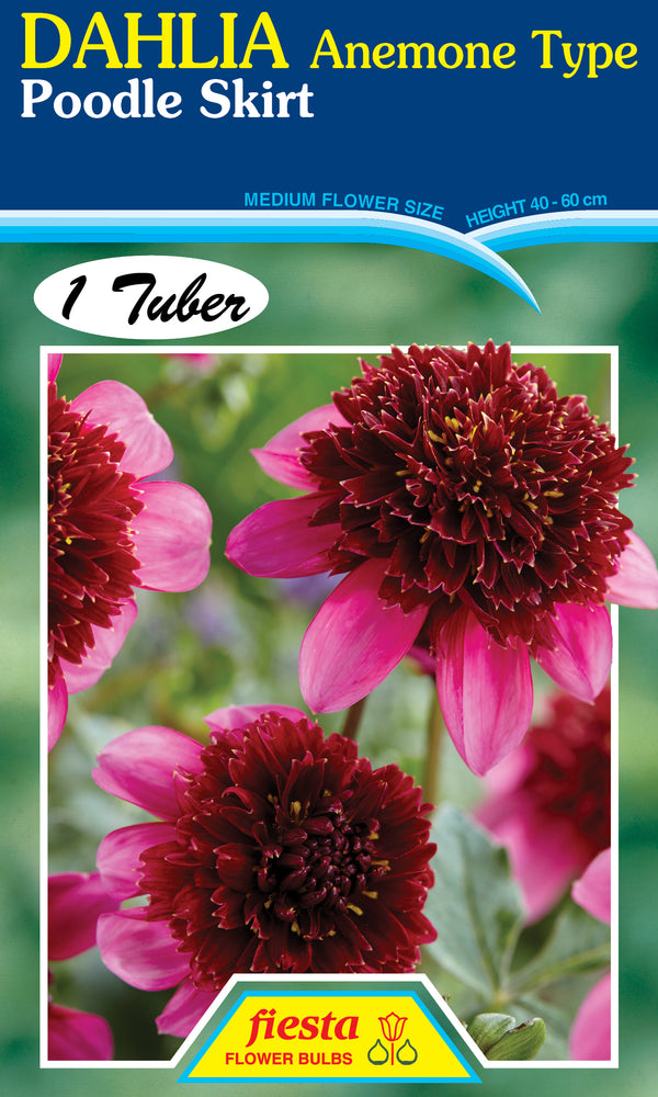 Dahlia Tuber - Poodle Skirt