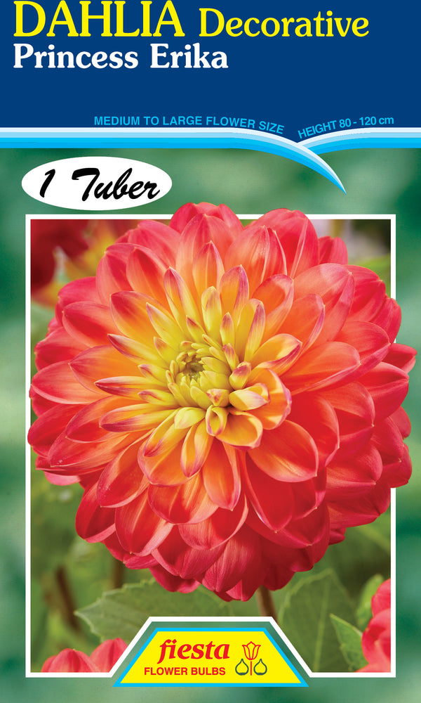 Dahlia Tuber - Princess Erika