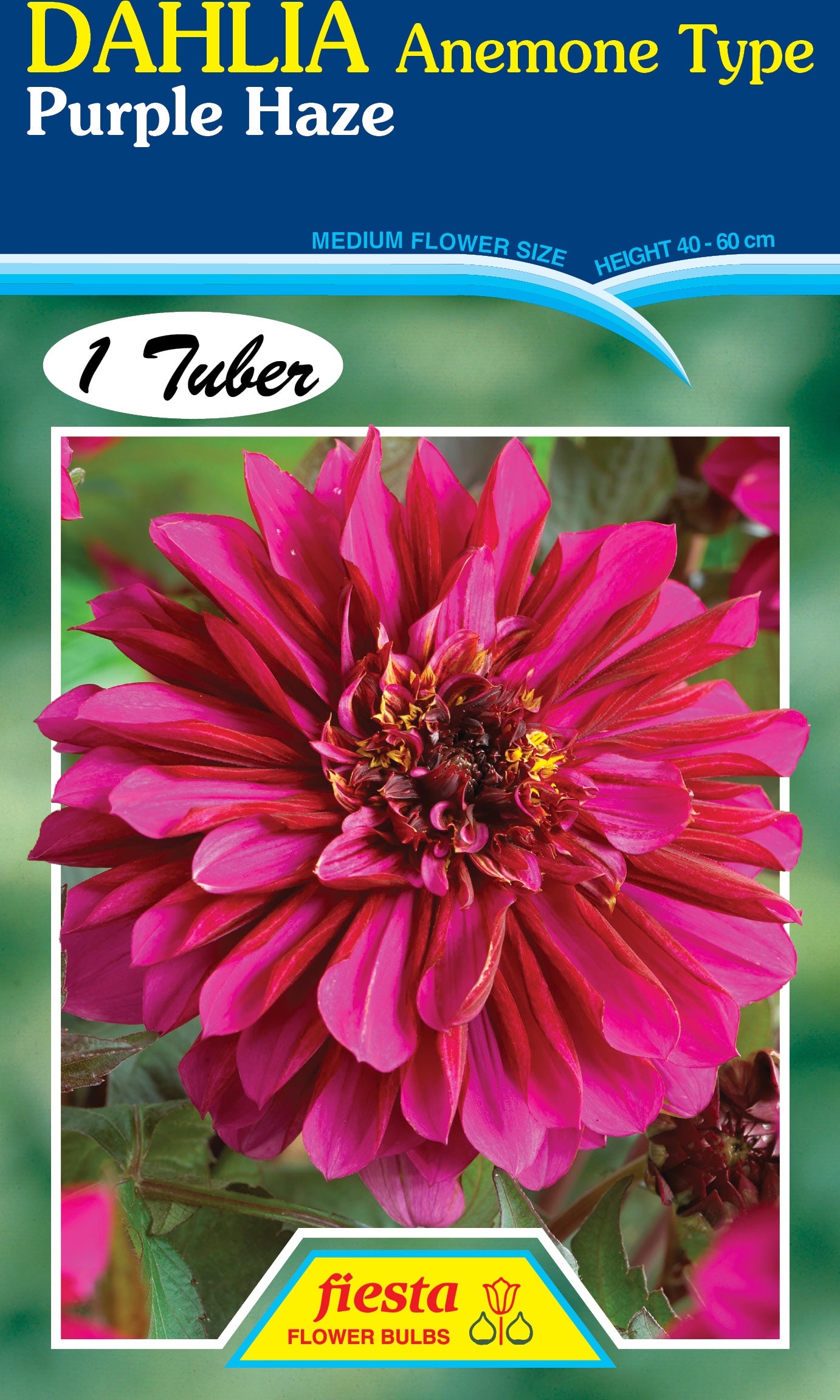 Dahlia Tuber - Purple Haze