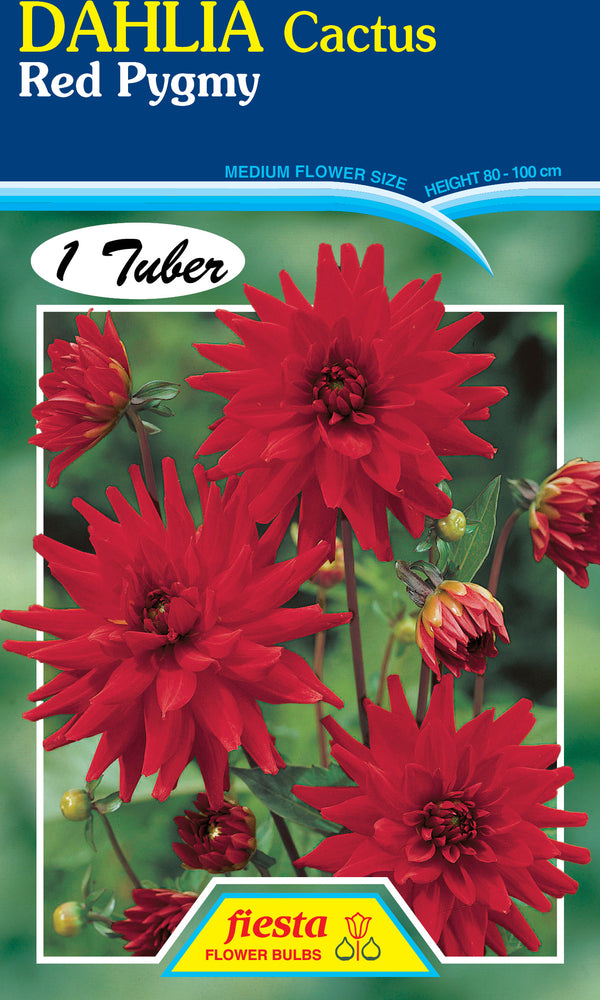 Dahlia Tuber - Red Pygmy