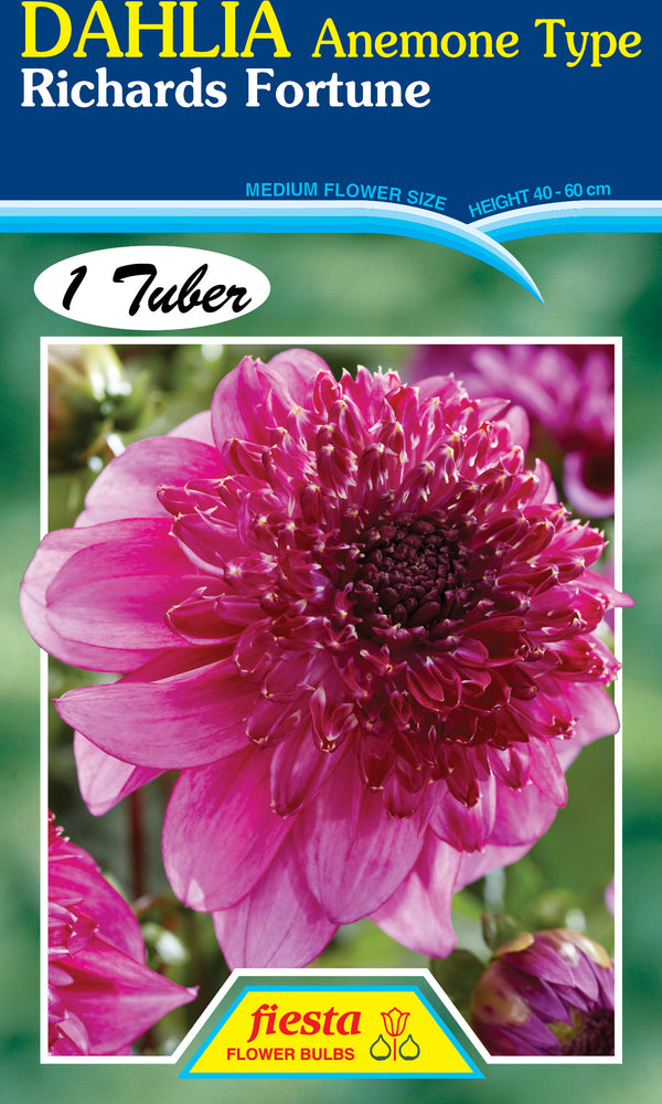 Dahlia Tuber - Richards Fortune
