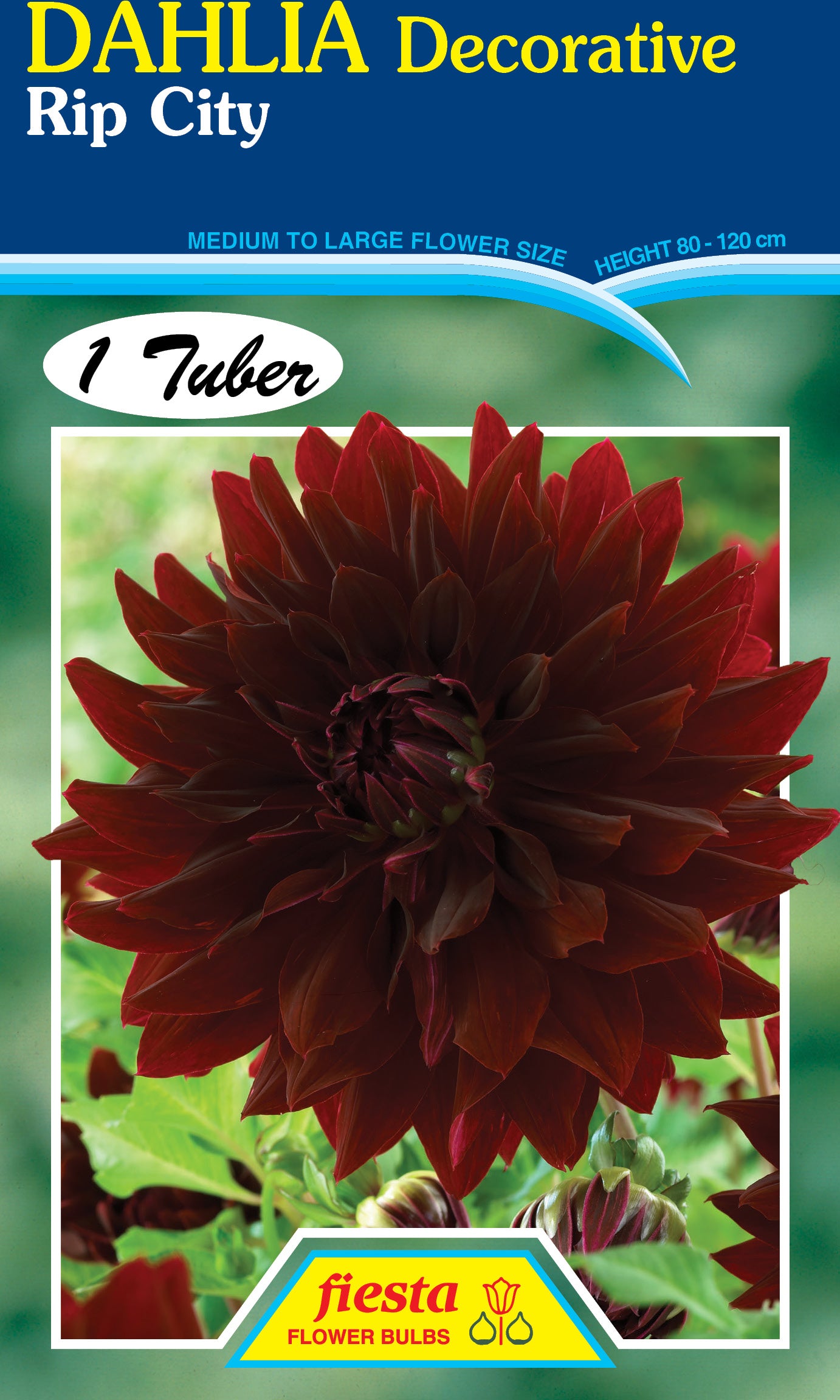 Dahlia Tuber - Rip City