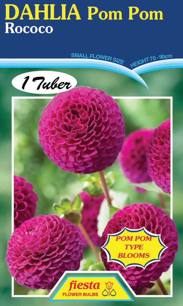Dahlia Tuber - Rococo