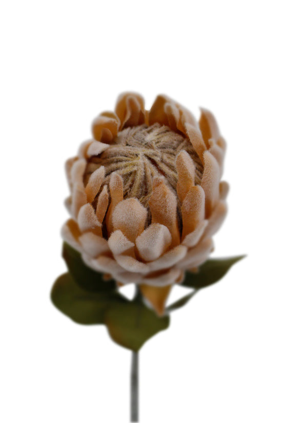 Artificial Flower - Protea Light Peach