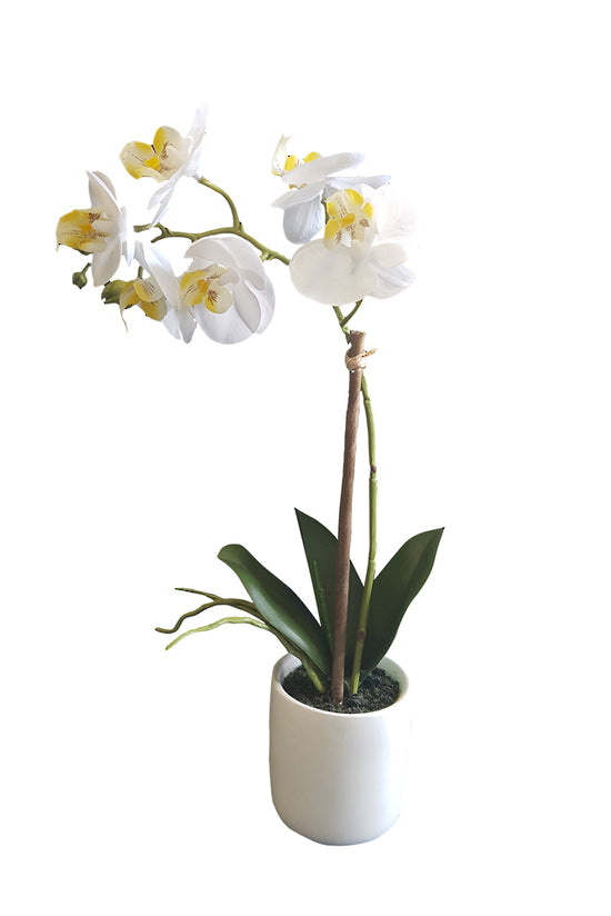 Phalaenopsis Orchid White Ceramic Pot - Artificial