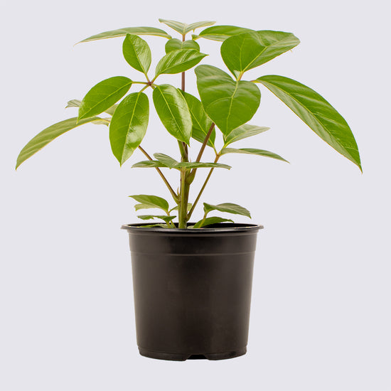 Indoor Plant - Umbrella Tree - Schefflera Alpine 14cm Pot Plant