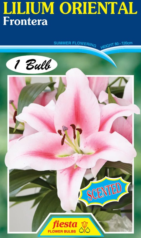 Lily - Frontera