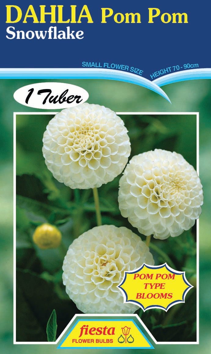 Dahlia Tuber - Snow Flake