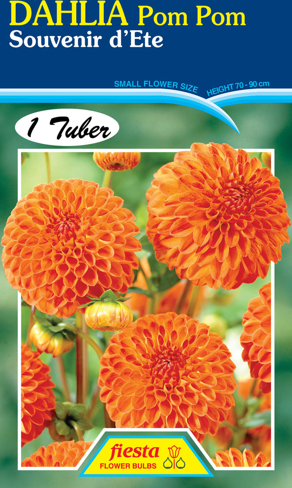 Dahlia Tuber - Souvenir d'Ete