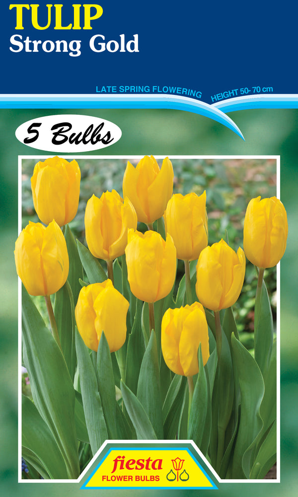 Bulb - TULIP - Strong Gold