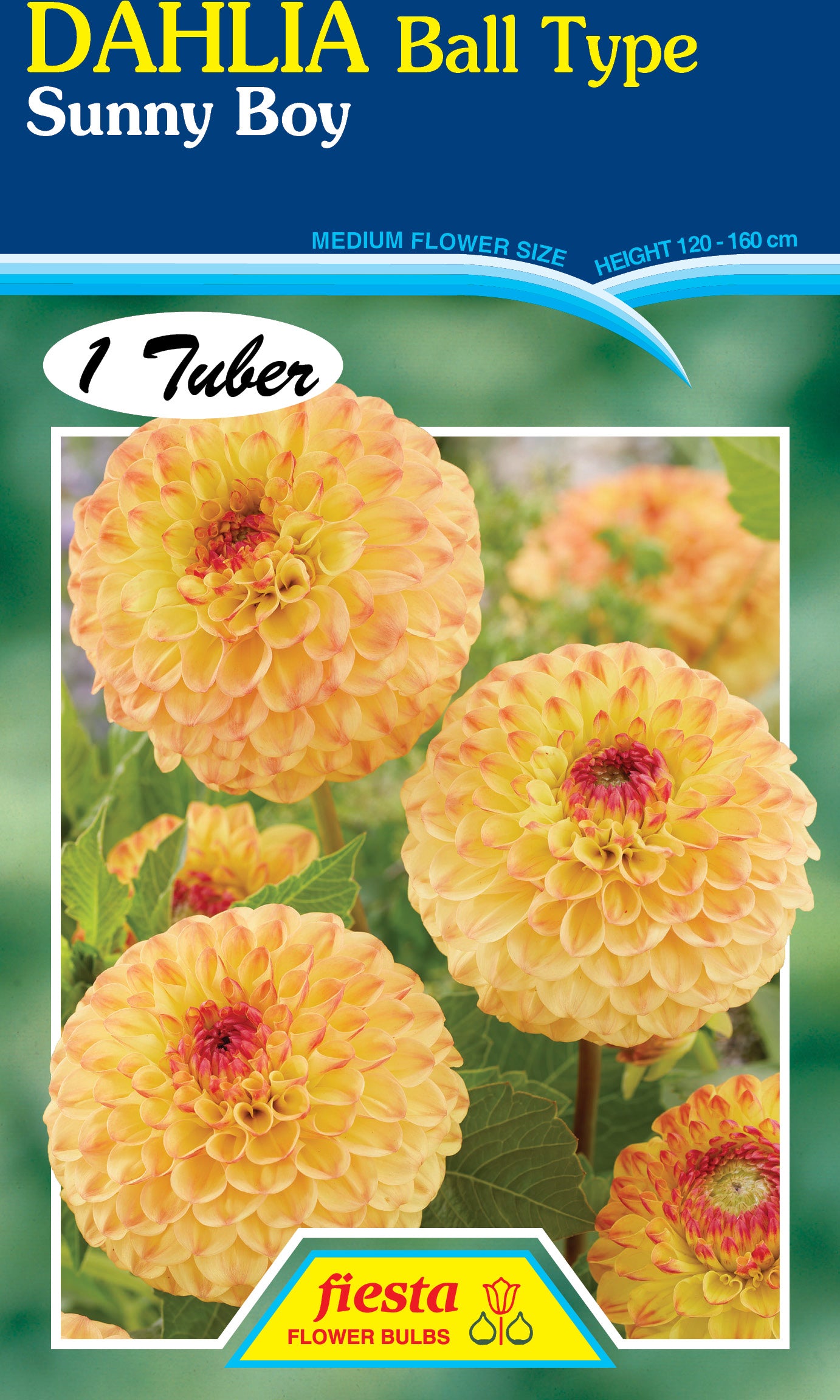 Dahlia Tuber - Sunny Boy