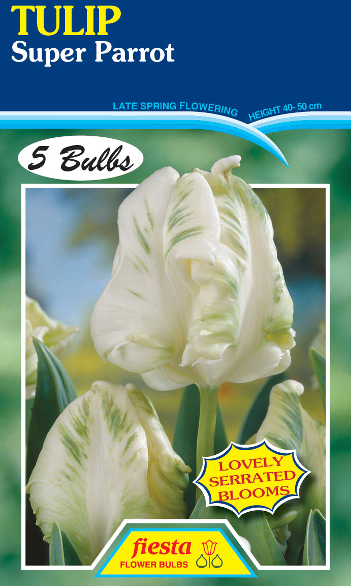 Bulb - TULIP - Super Parrot